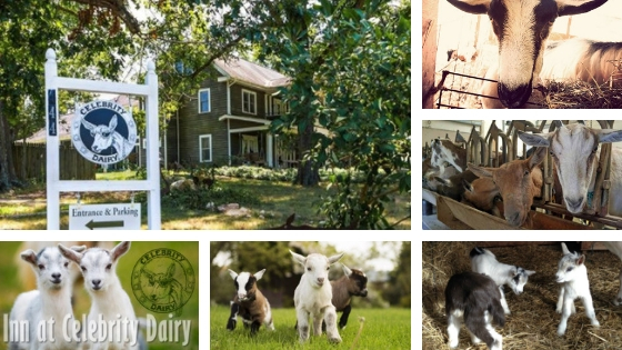 become a celebrity dairy volunteer, Celebrity Dairy Farm, goats